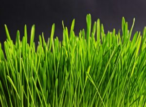 離婚調停不成立のその後に考慮すべきポイントは？