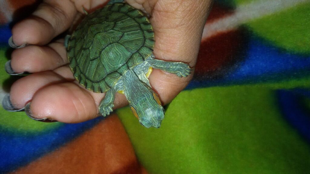 離婚後に自分の時間を見つける方法は？